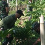 Satgas TMMD/N Ke-111 Kodim 0306/50 Kota Kunjungi Kebun Porang Milik Warga Kampung Tengah