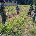 Tak Kenal Libur, Anggota Satgas TMMD Kunjungi Petani Jahe di Talang Maur