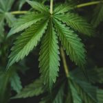 Polisi Berhasil Gagalkan Peredaran Ganja 534 kg Jaringan Lintas Sumatera