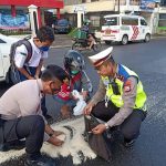 KANIT KAMSEL SATLANTAS POLRES GOWA BANTU PENGENDARA PUNGUT BERAS YANG TERCECER DIJALANAN