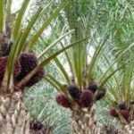 Angkat Perekonomian Masyarakat, Sek PTPN XIV Sebut Land Clearing Bukan Penggusuran