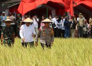 Kapolda Sulsel Hadiri Panen Raya Serentak di Kabupaten Bone, Wujud Dukungan Ketahanan Pangan Daerah