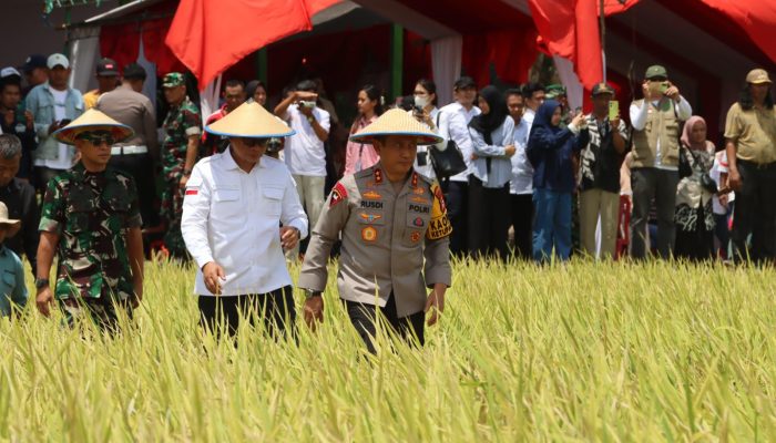 Kapolda Sulsel Hadiri Panen Raya Serentak di Kabupaten Bone, Wujud Dukungan Ketahanan Pangan Daerah