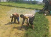 Dukung Ketahanan Pangan, Aipda Ashariq Ikut Tanam Padi Bersama Warga