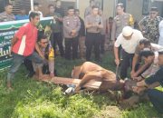 Polsek Tamalate Sembelih 2 Ekor Sapi Saat Perayaan Idul Adha 1446 H