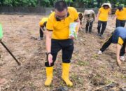 Polsek Tamalanrea Gerakkan Penanaman Jagung 5 Hektar, Wujudkan Asta Cita Presiden di Bidang Ketahanan Pangan