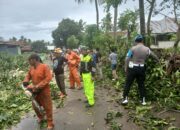 Hujan Deras dan Angin Kencang Tumbangkan Pohon, Kapolres Jeneponto perintahkan Personel turun kelapangan