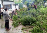 Polisi dan Warga Evakuasi Pohon Tumbang di Makassar, Lalu Lintas Kembali Lancar