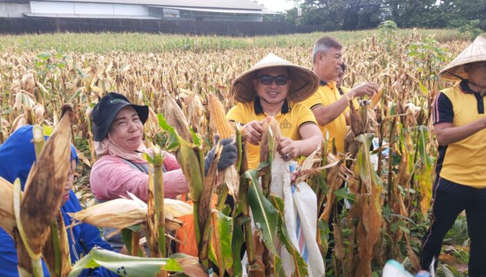 Dukung Ketahanan Pangan, Kapolsek Tamalanrea Bersama Kelompok Tani Panen Raya Jagung