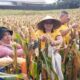 Dukung Ketahanan Pangan, Kapolsek Tamalanrea Bersama Kelompok Tani Panen Raya Jagung
