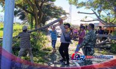 ohon Cina Tumbang Polsek Batang bersama TNI dan Masyarakat Bersihkan Jalan.